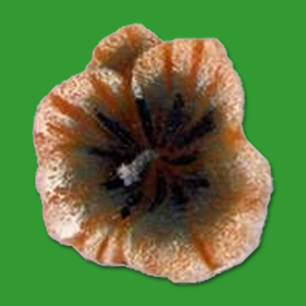 Diese filigrane Blüte als Kerzengießform eignet sich hervorragend für detailreiche, kleine Zierkerzen. Mit einer Größe von 2 x 7 cm und einem Wachsgewicht von 35 g lassen sich schöne Blumenkerzen zaubern.