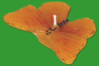 Diese detailreiche Gießform in Schmetterlingsform...