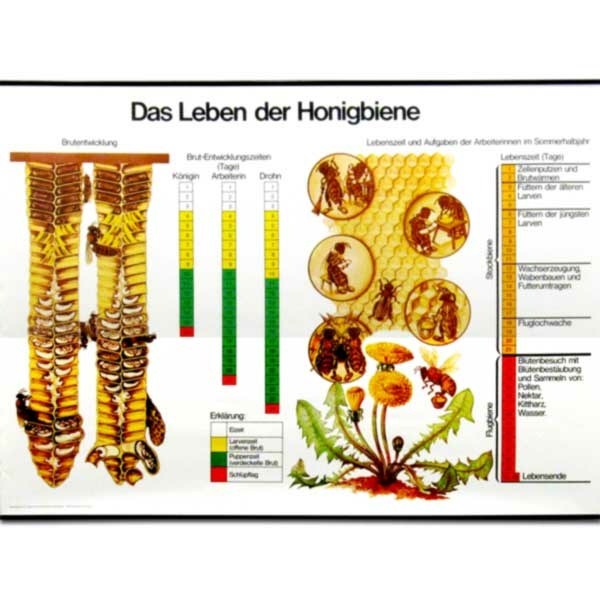 Das Leben der Honigbiene - Lehrtafel