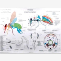 Anatomie der Honigbiene - Lehrtafel