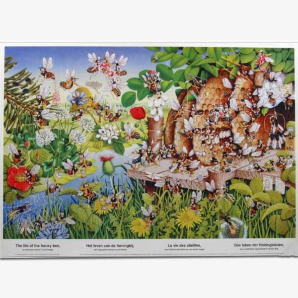 Lebende Bienen - Kunstdruckposter mit Beschreibung, 70 x 50 cm