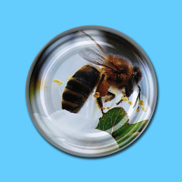 TO-Deckel für 250g-Glas, 66 mm Ø, -Biene auf...