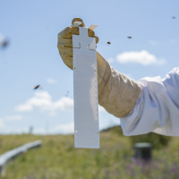 Calistrip® BIOX - Oxalsäurestreifen