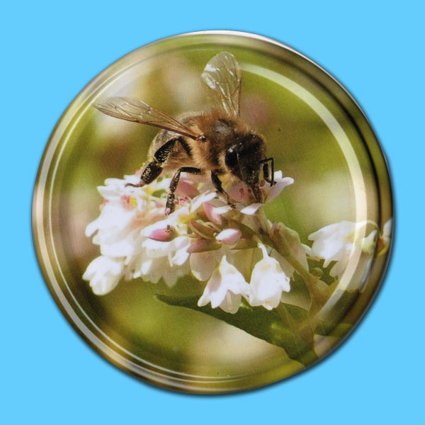Biene auf Buchweizenblüte
