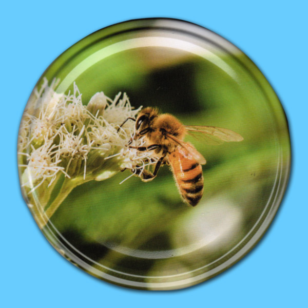 Biene auf Holunderblüte