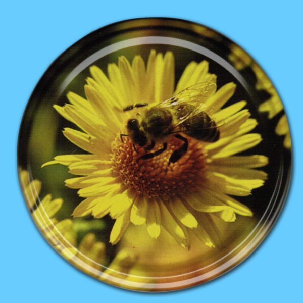Biene auf gelber Aster