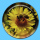 Biene auf gelber Aster