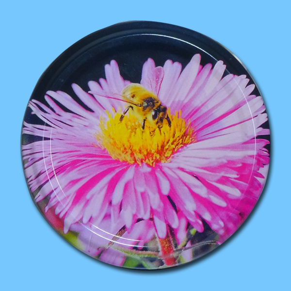 Biene auf Aster
